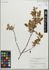 Foto von Salix pedicellaris Pursh